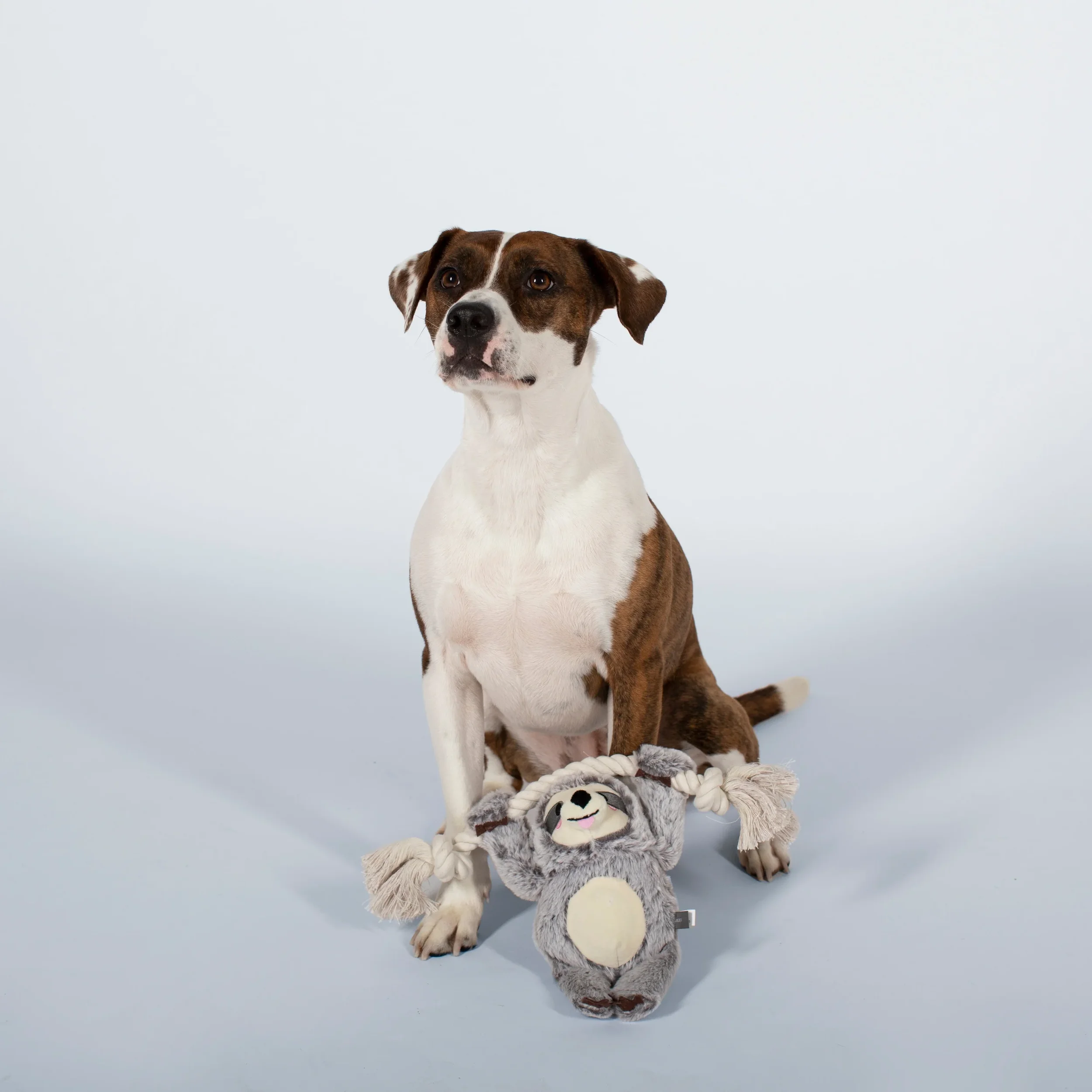289372_Girlie_Sloth_On_A_Rope_With_Dog.webp