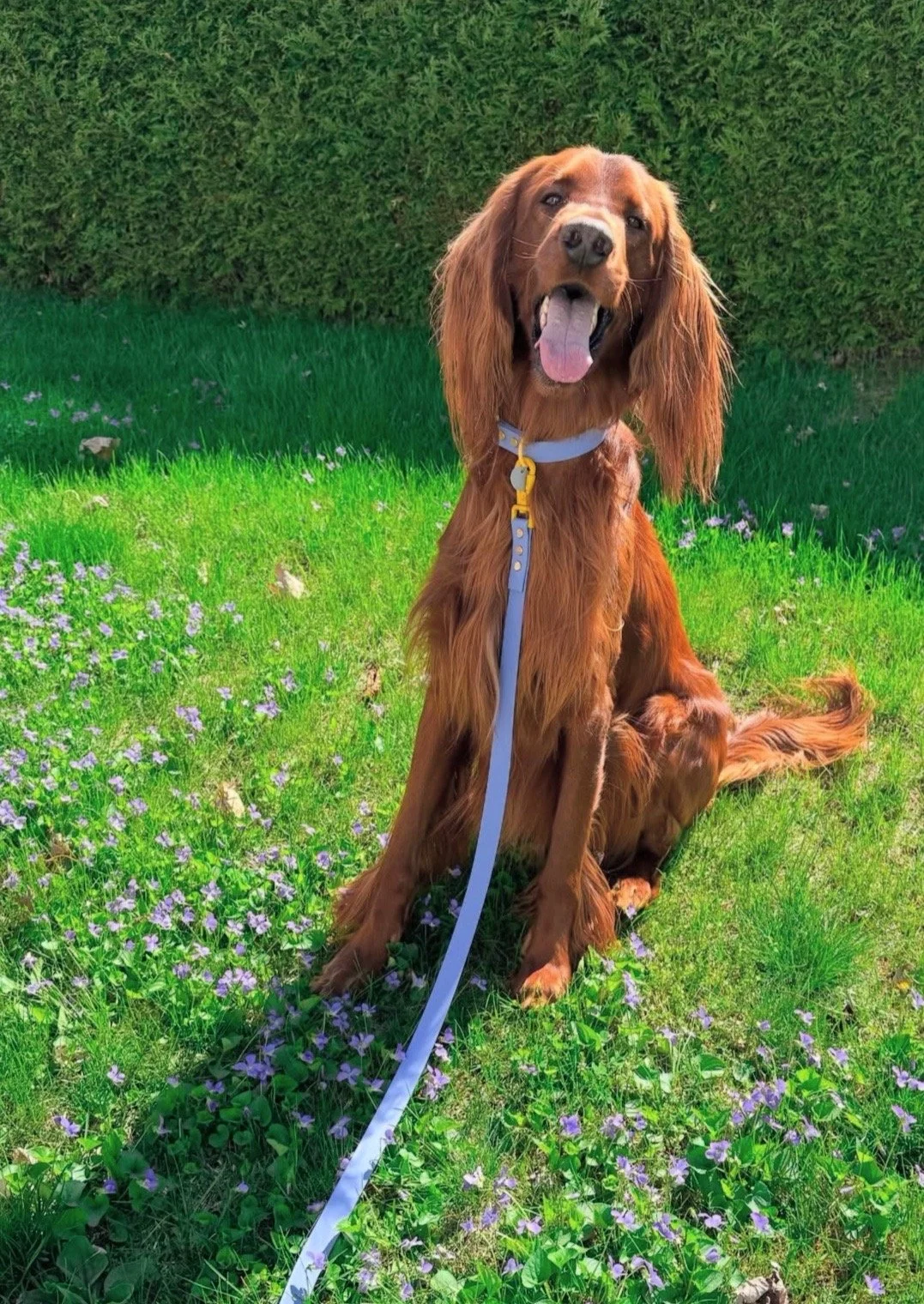 A brown Irish Setter dog sitting on a grassy lawn with small purple flowers, next to a hedge, with its tongue out and wearing a blue collar and leash.