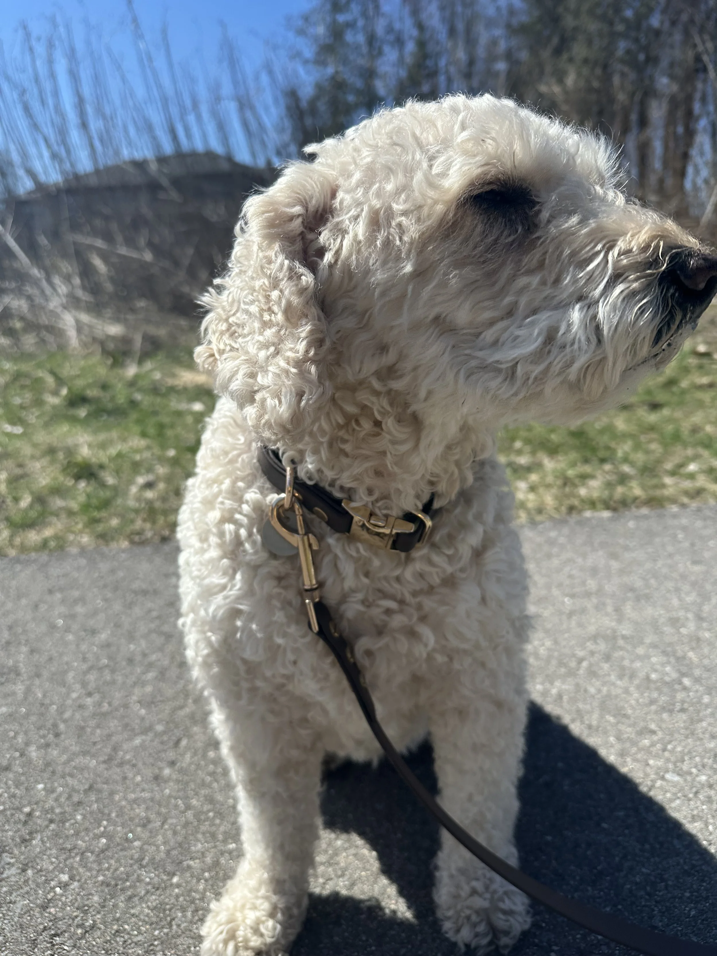 A fluffy white dog with curly fur sitting outdoors on a sunny day, with a leash attached to its collar, and trees and grass in the background.