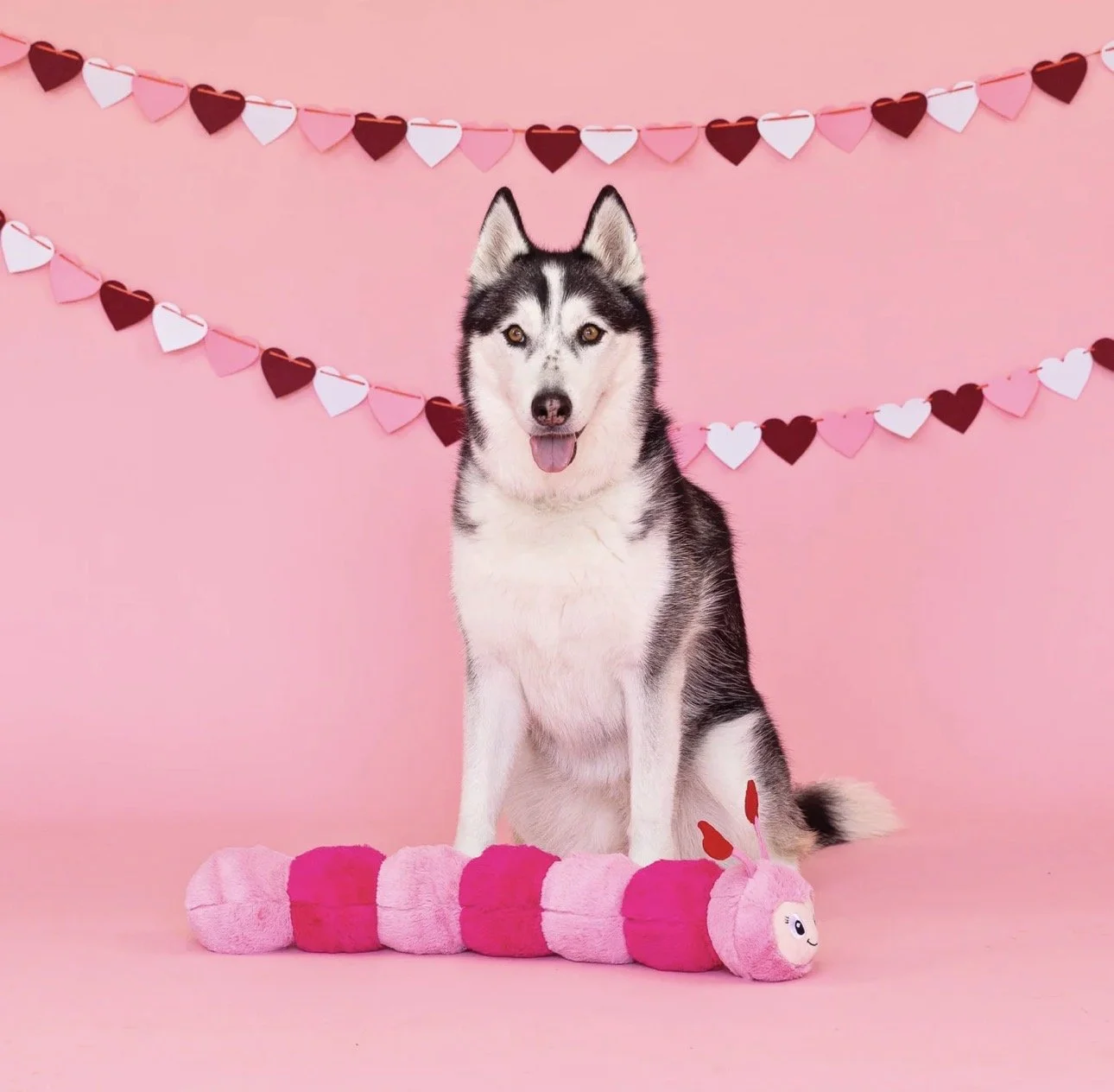 Husky playing with Love Bug Valentine's plush squeaker dog toy by PetShop by Fringe Studio
