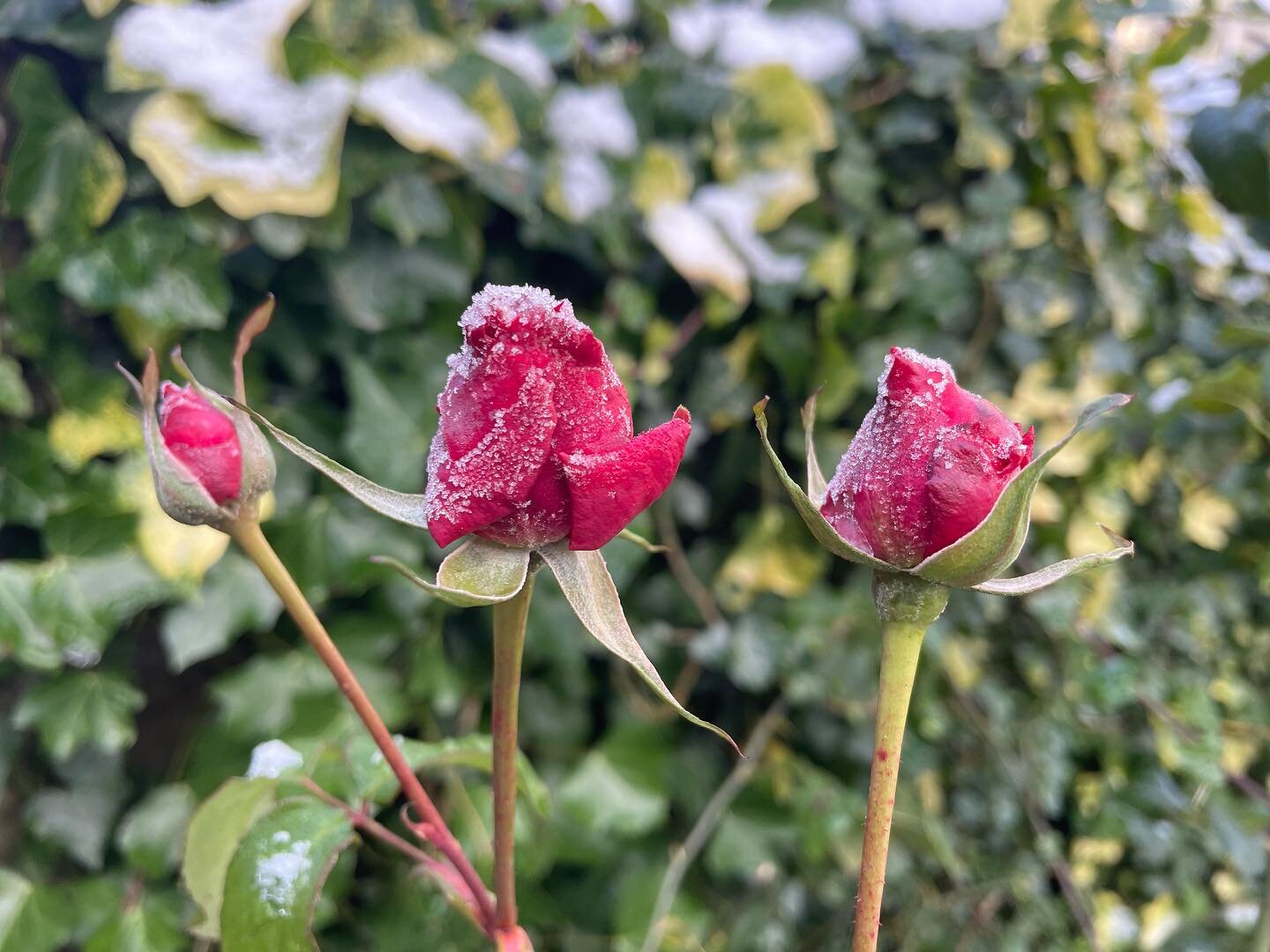 🌹 Frozen rose buds - Where do you find beauty in the frost and in winter? ❄️