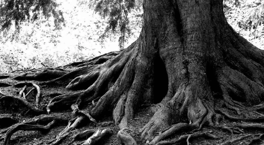 Tree roots extending through the earth