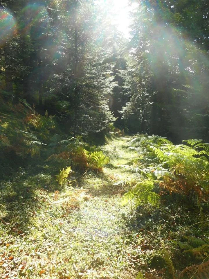 counselling-psychotherapy-huddersfield-online-uk.jpg