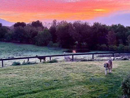 Anavo Farm's Anatolian Shepherd livestock guardian, on patrol at daybreak with alpacas and sheep in the pasture and a fiery sunrise sky behind him