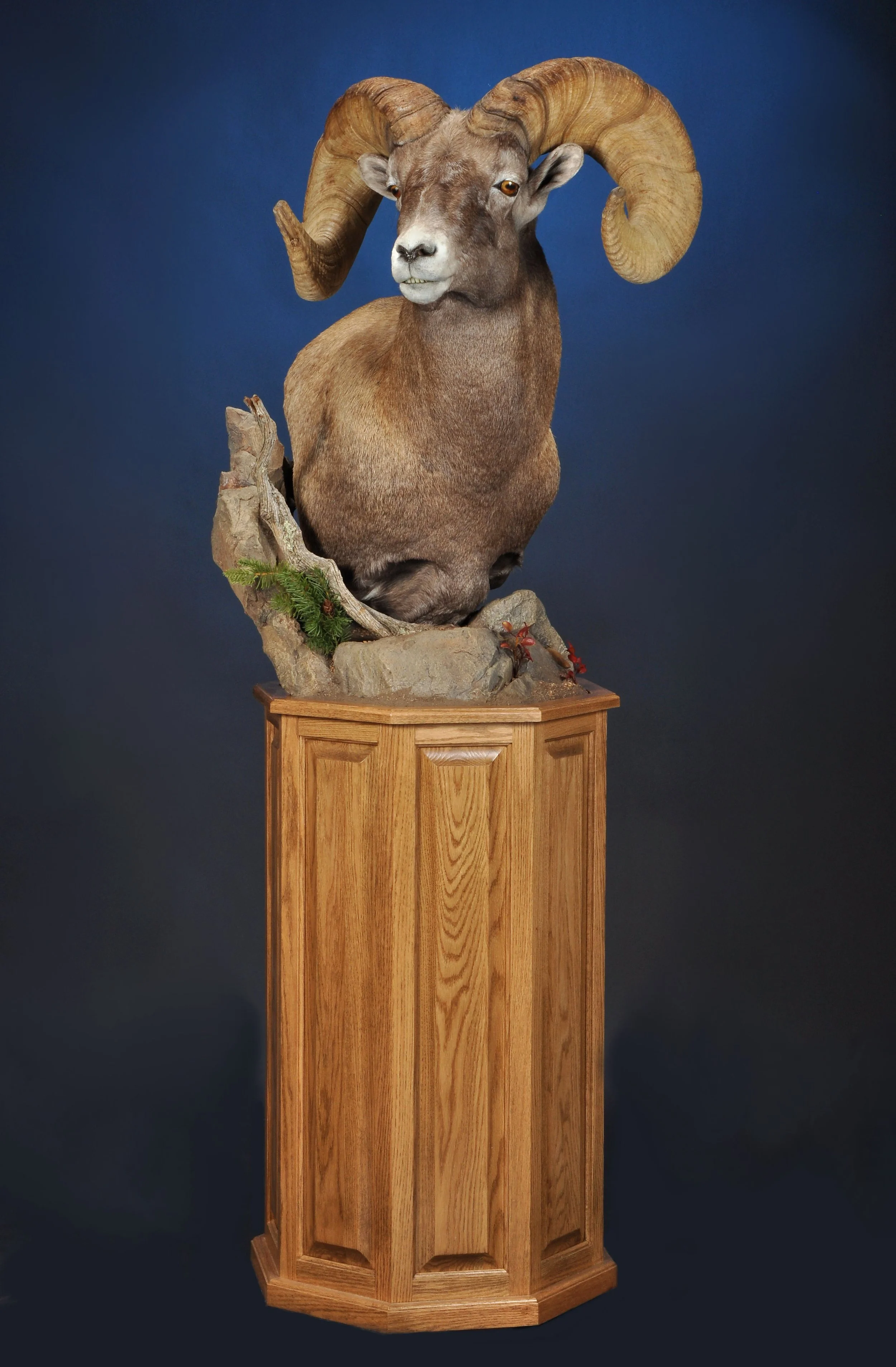 SHP12b- Floor Pedestal w/ Habitat- Right Turn- Oak Base