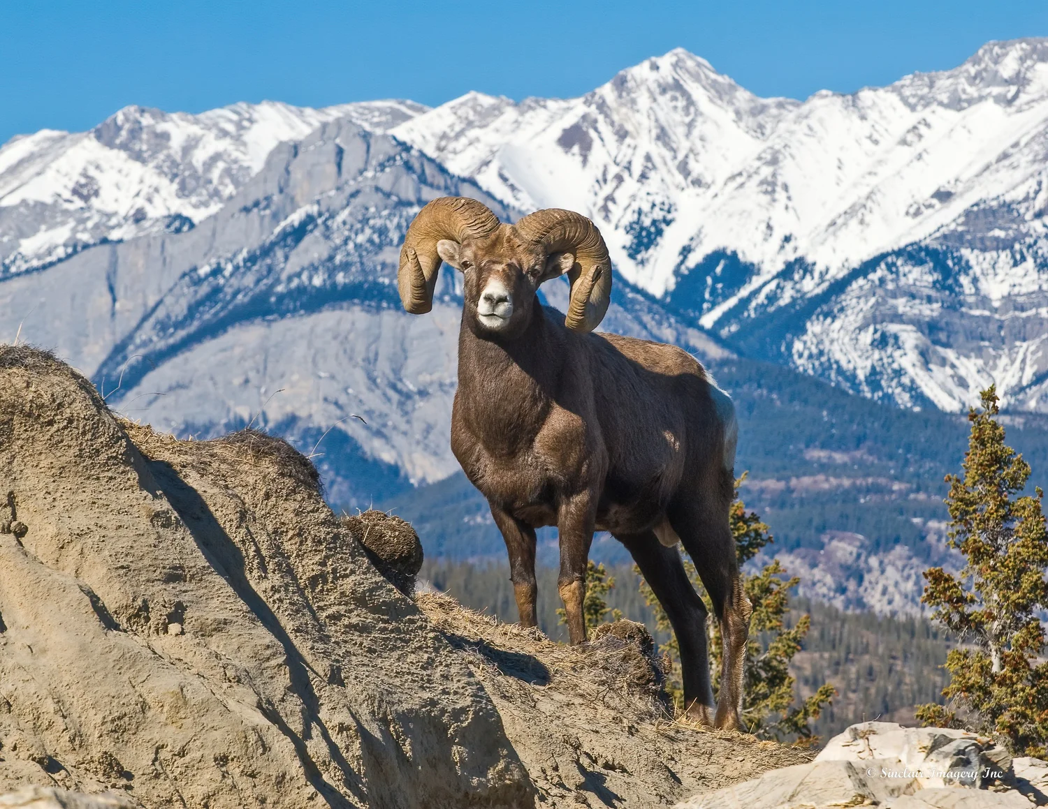 FAQ'S — Dewey Wildlife Studio LLC.