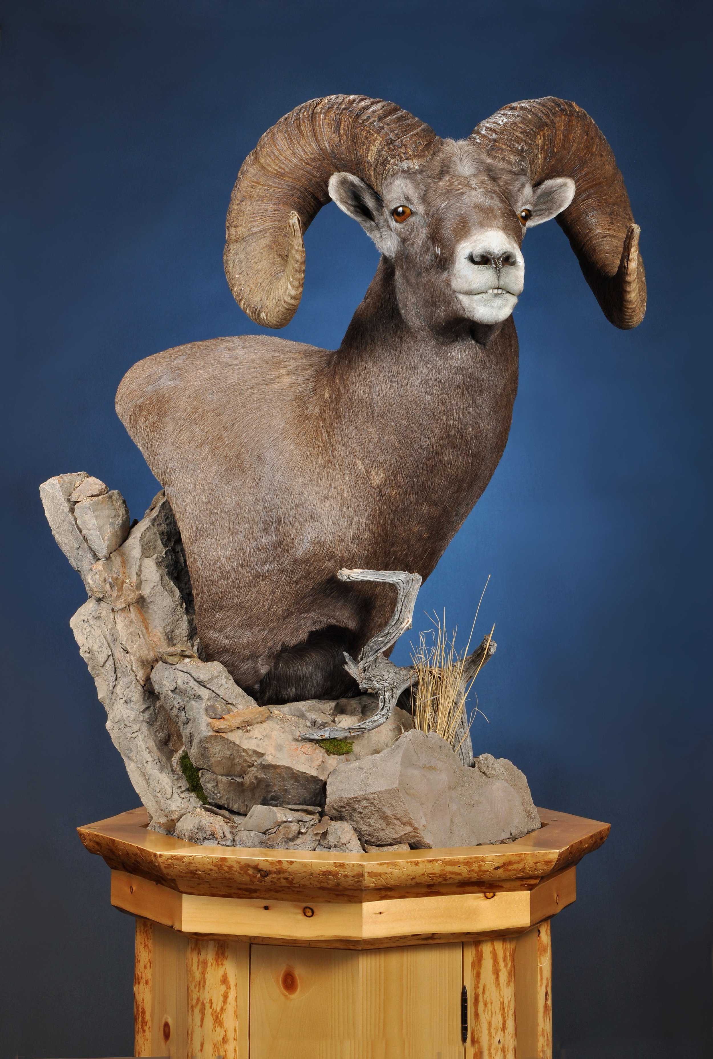 SHP14c- Floor Pedestal w/ Habitat- Right Turn- Pine Base