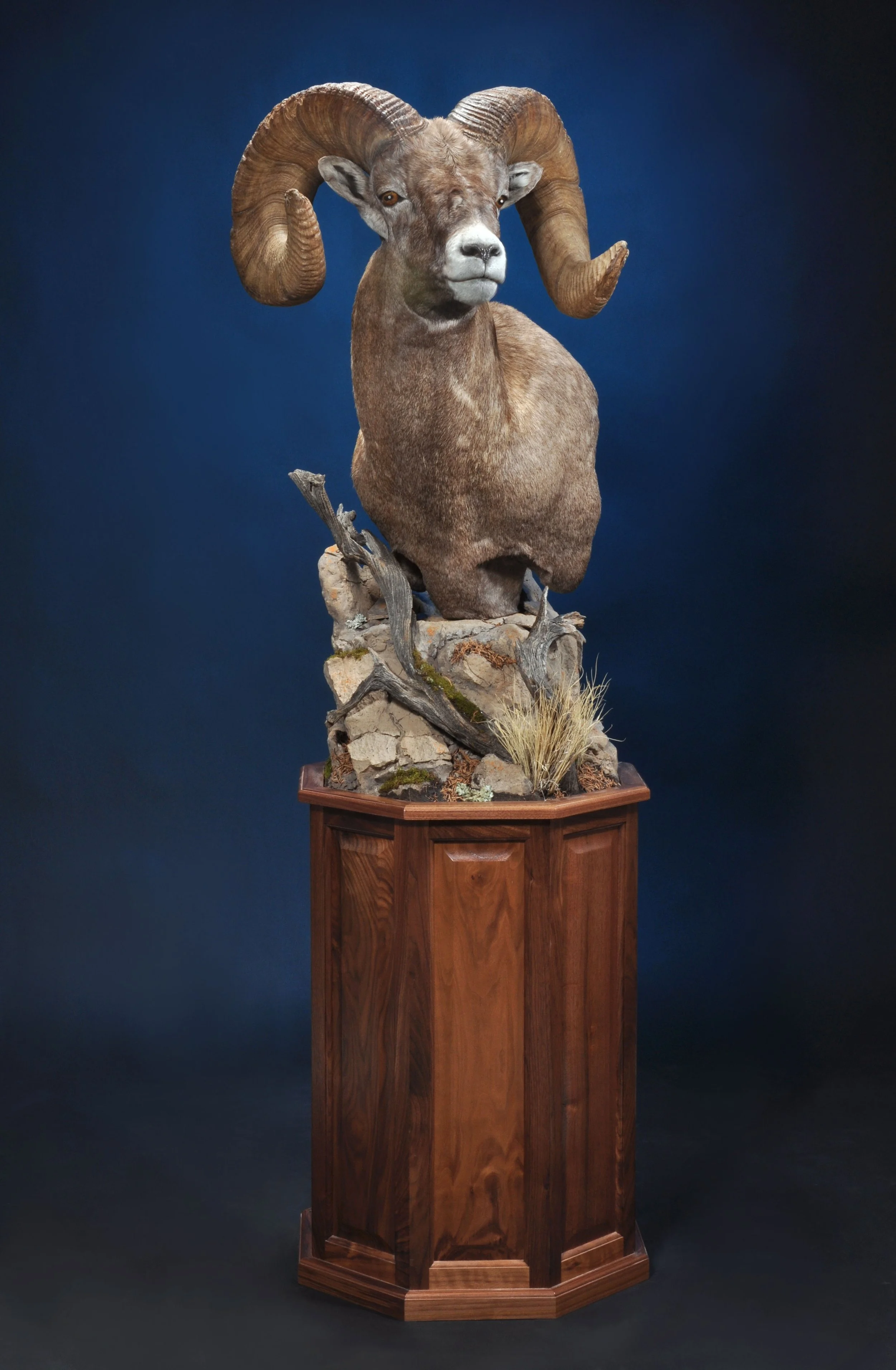 SHP7a- Floor Pedestal w/ Habitat- Left Turn- Walnut Base