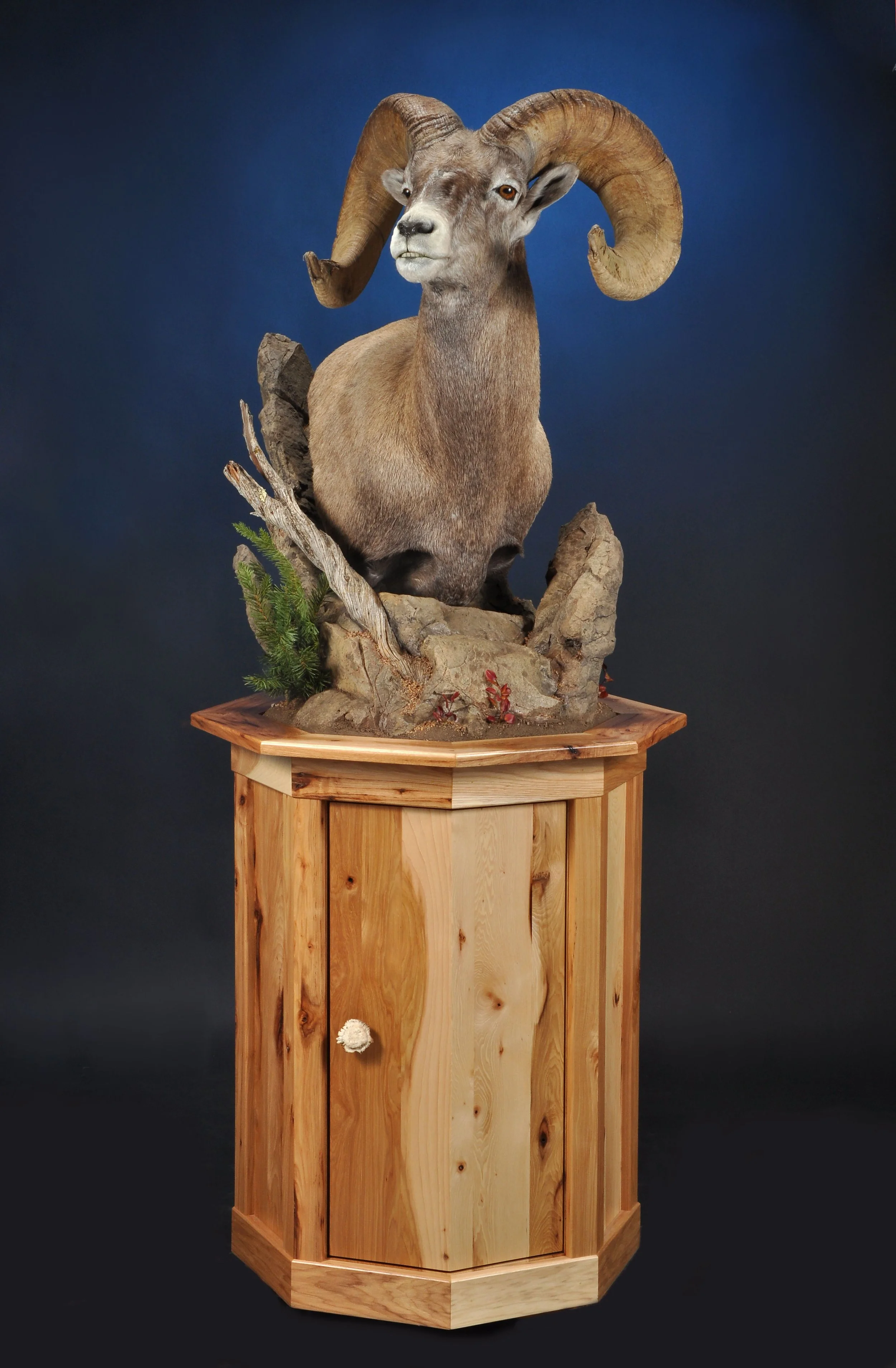 SHP11- Floor Pedestal w/ Habitat- Right Turn- Pine Base