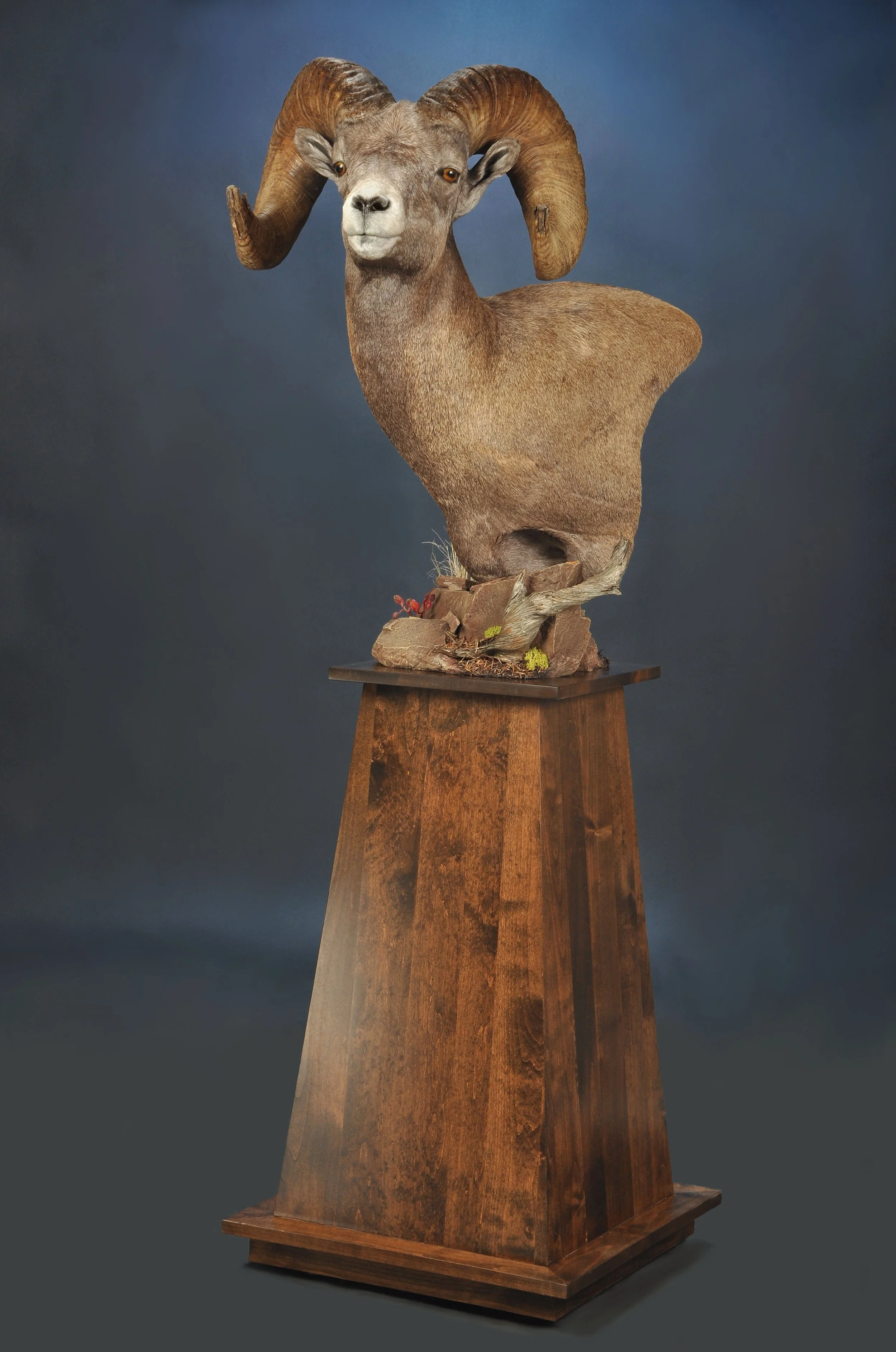 SHP10b- Floor Pedestal w/ Habitat- Left Turn- Walnut Pyramid Base