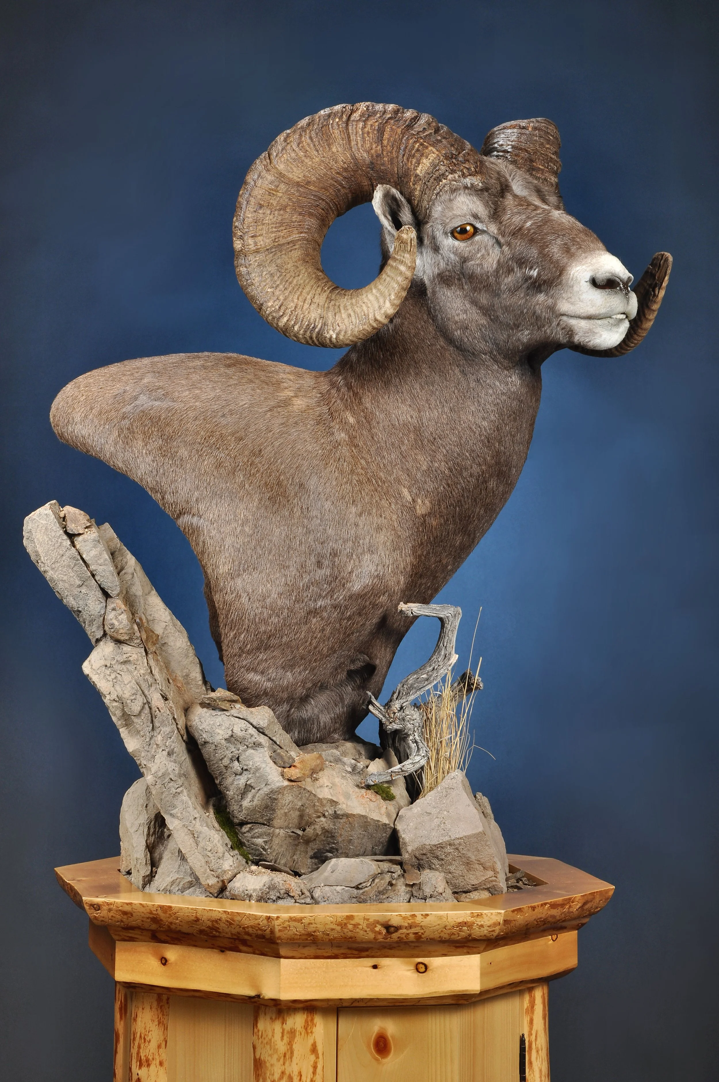 SHP14e- Floor Pedestal w/ Habitat- Right Turn- Pine Base