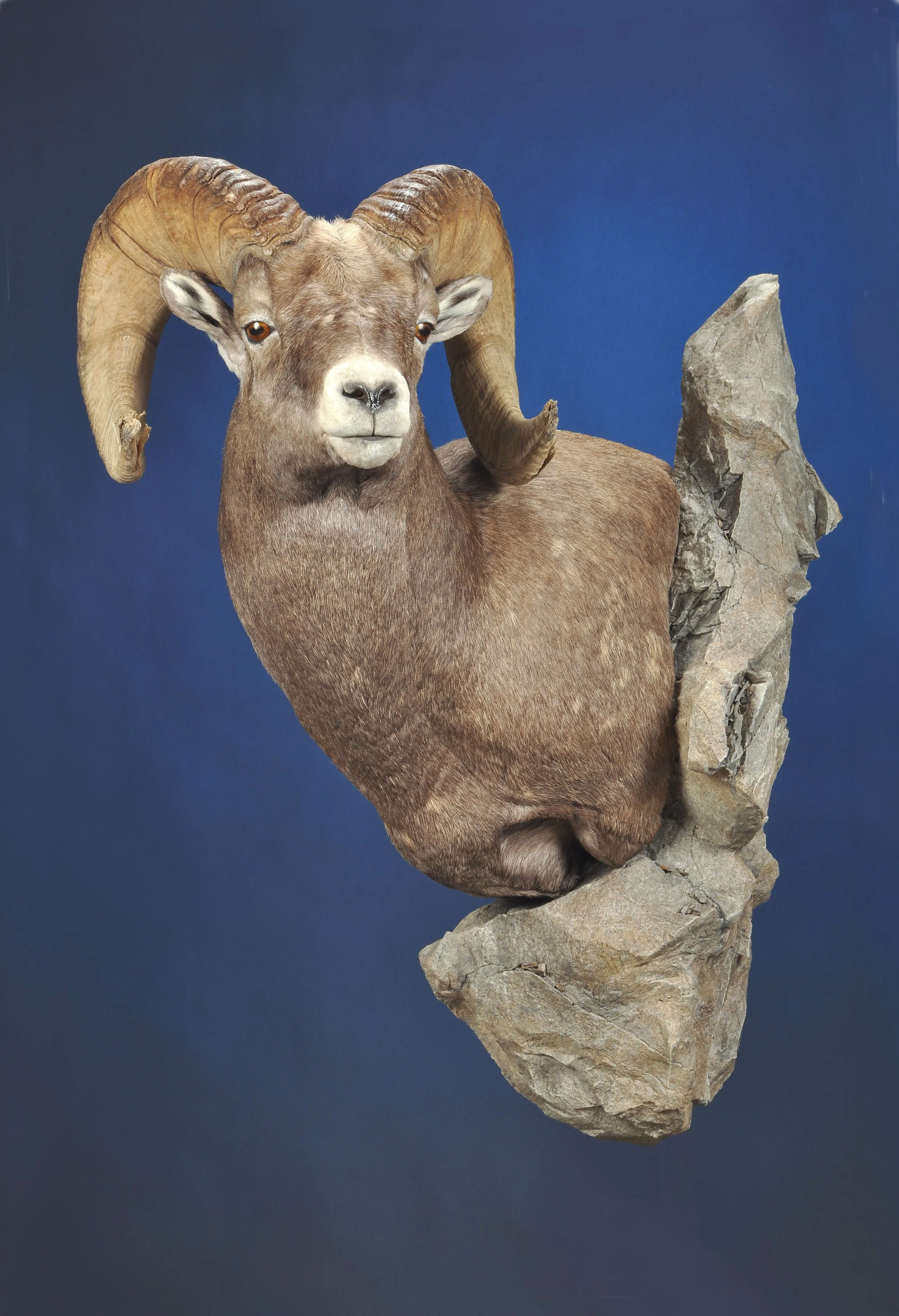 SHP-19- Wall Pedestal w/ Habitat- Left Turn