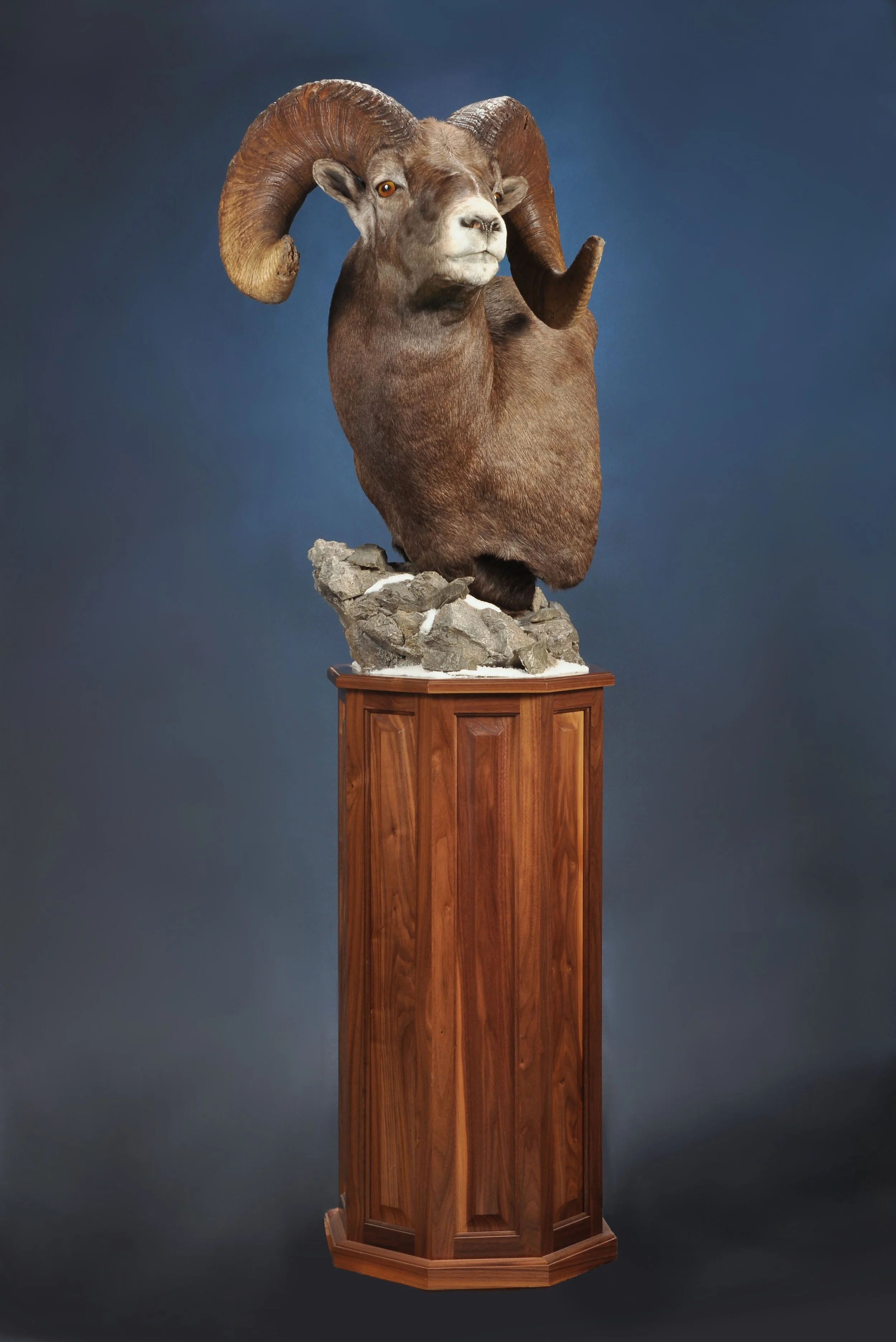 SHP6a- Floor Pedestal w/ Habitat- Left Turn- Walnut Base