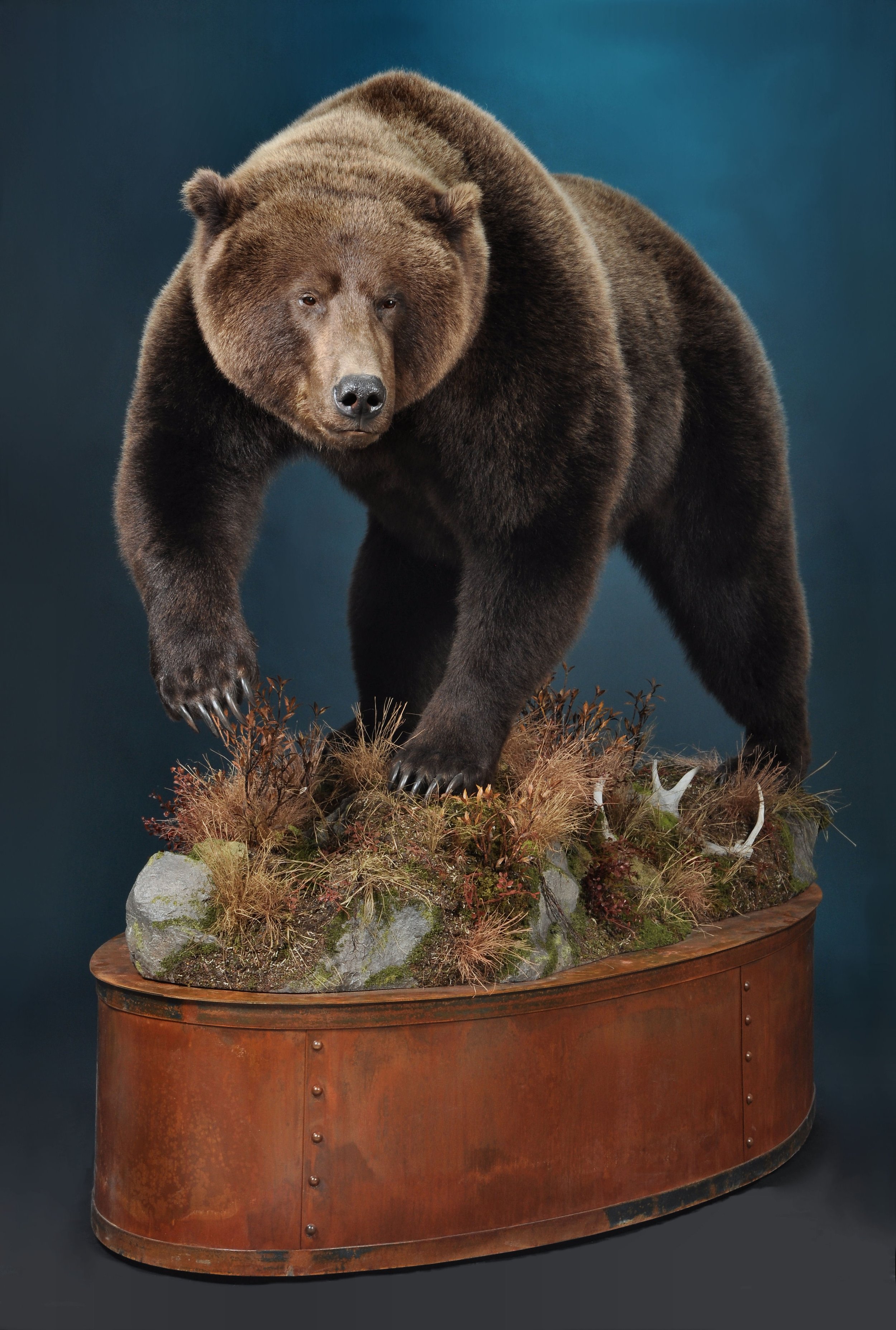 Brown/Grizzly