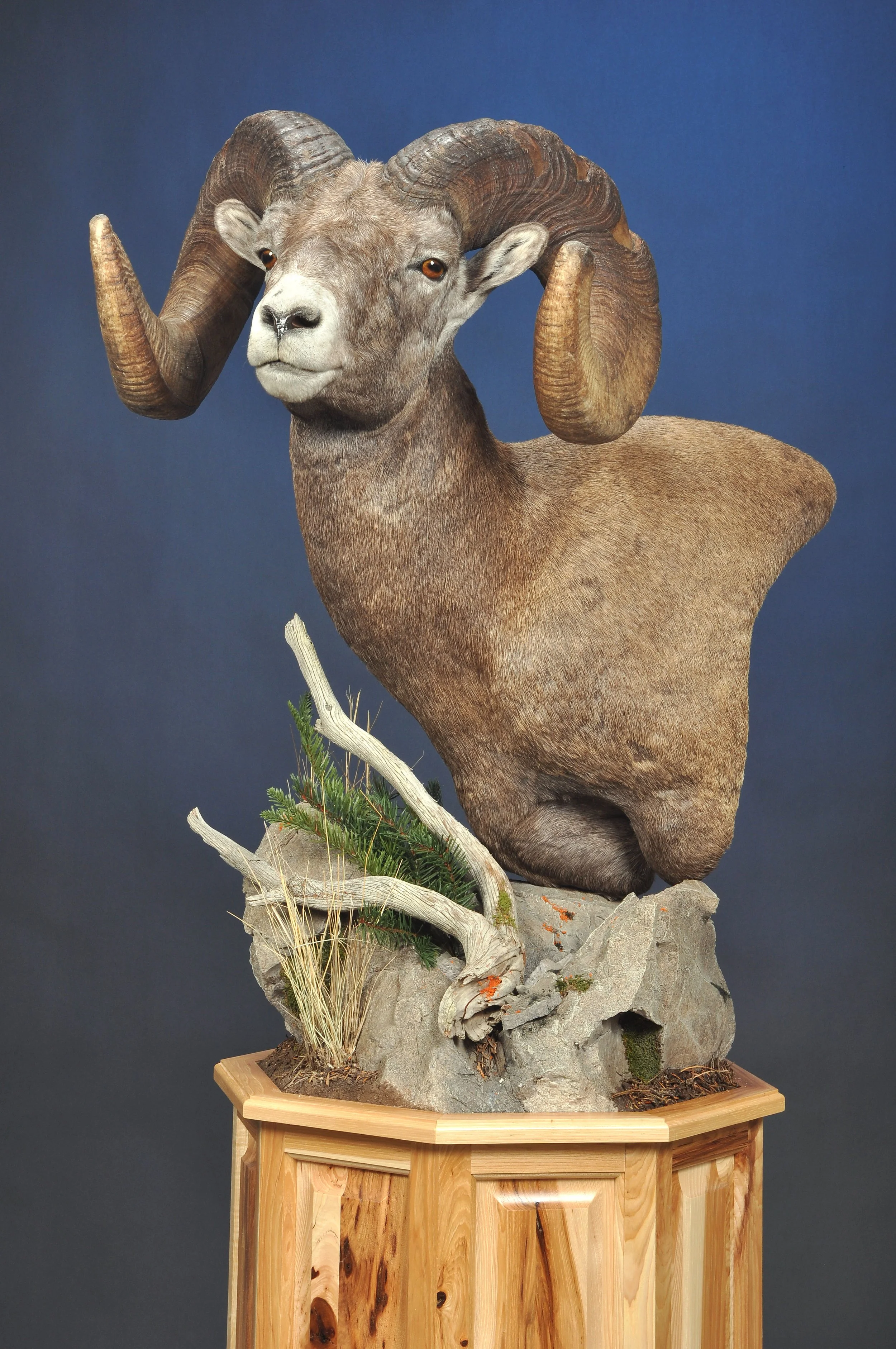SHP8c- Floor Pedestal w/ Habitat- Left Turn- Hickory Base