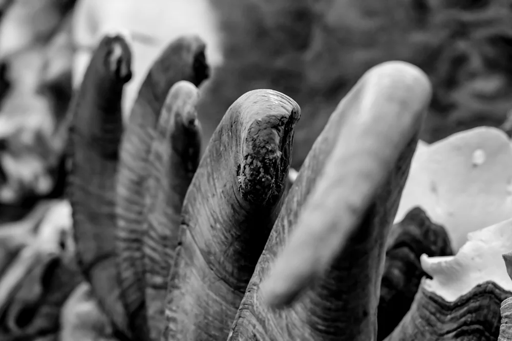 Gallery 2 — Dewey Wildlife Studio LLC.