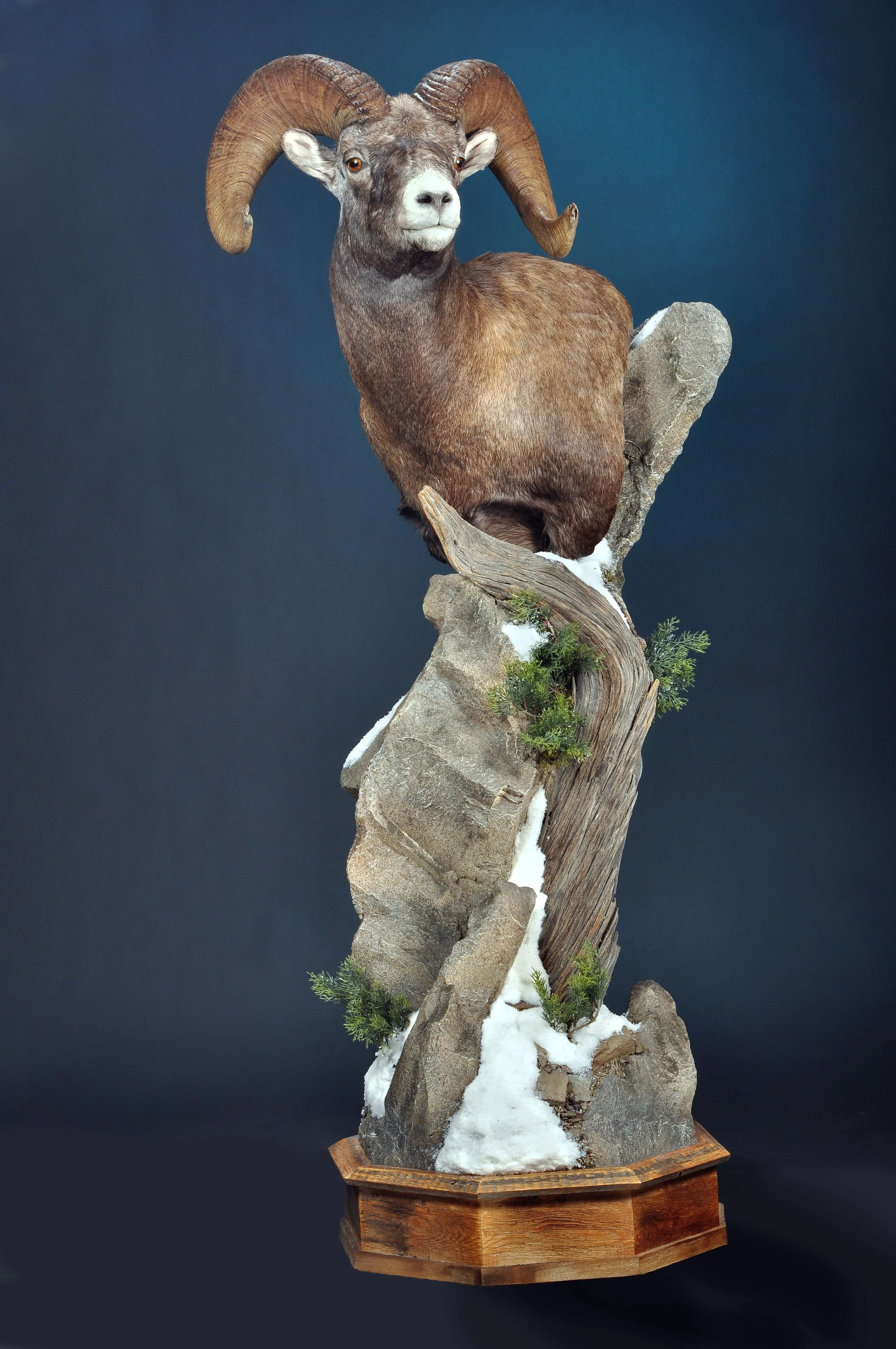 SHP15- Floor Pedestal w/ Habitat- Left Turn- Short Barnwood Base