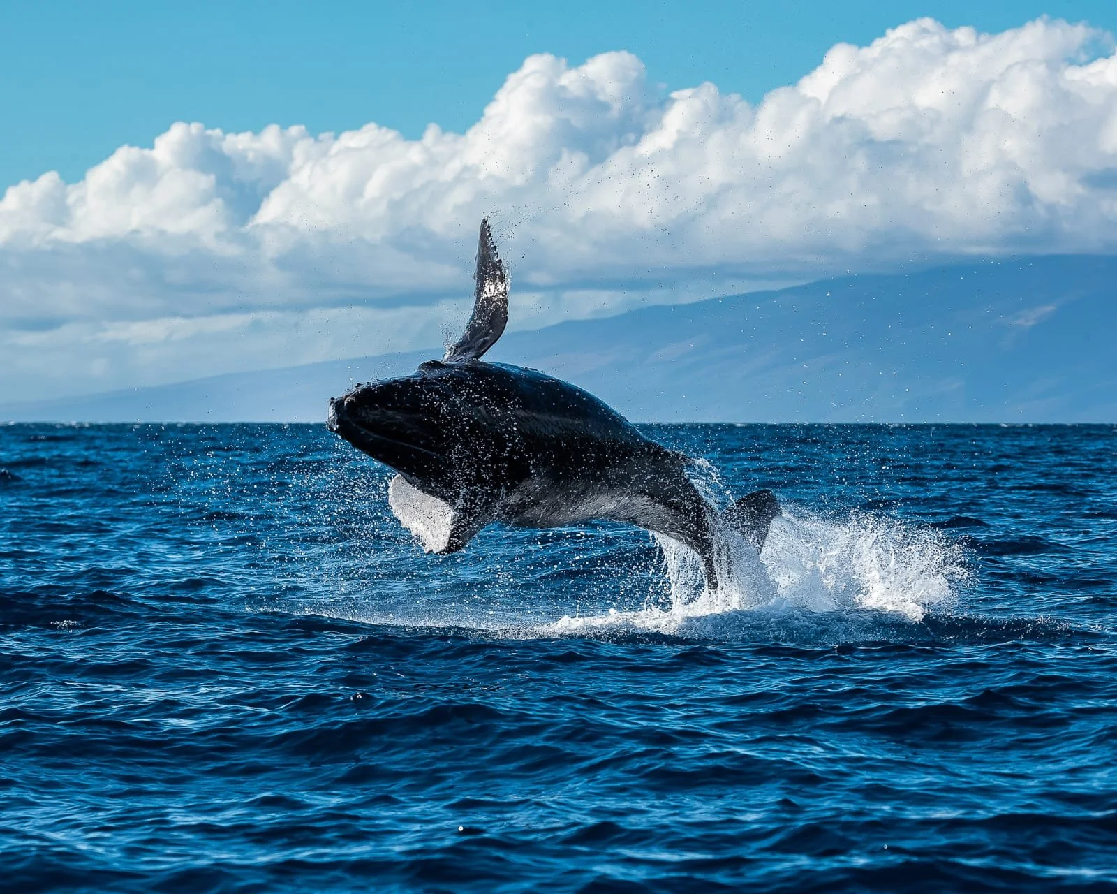 WhatsApp Image 2022-08-24 at 2.17.01 PM.jpeg