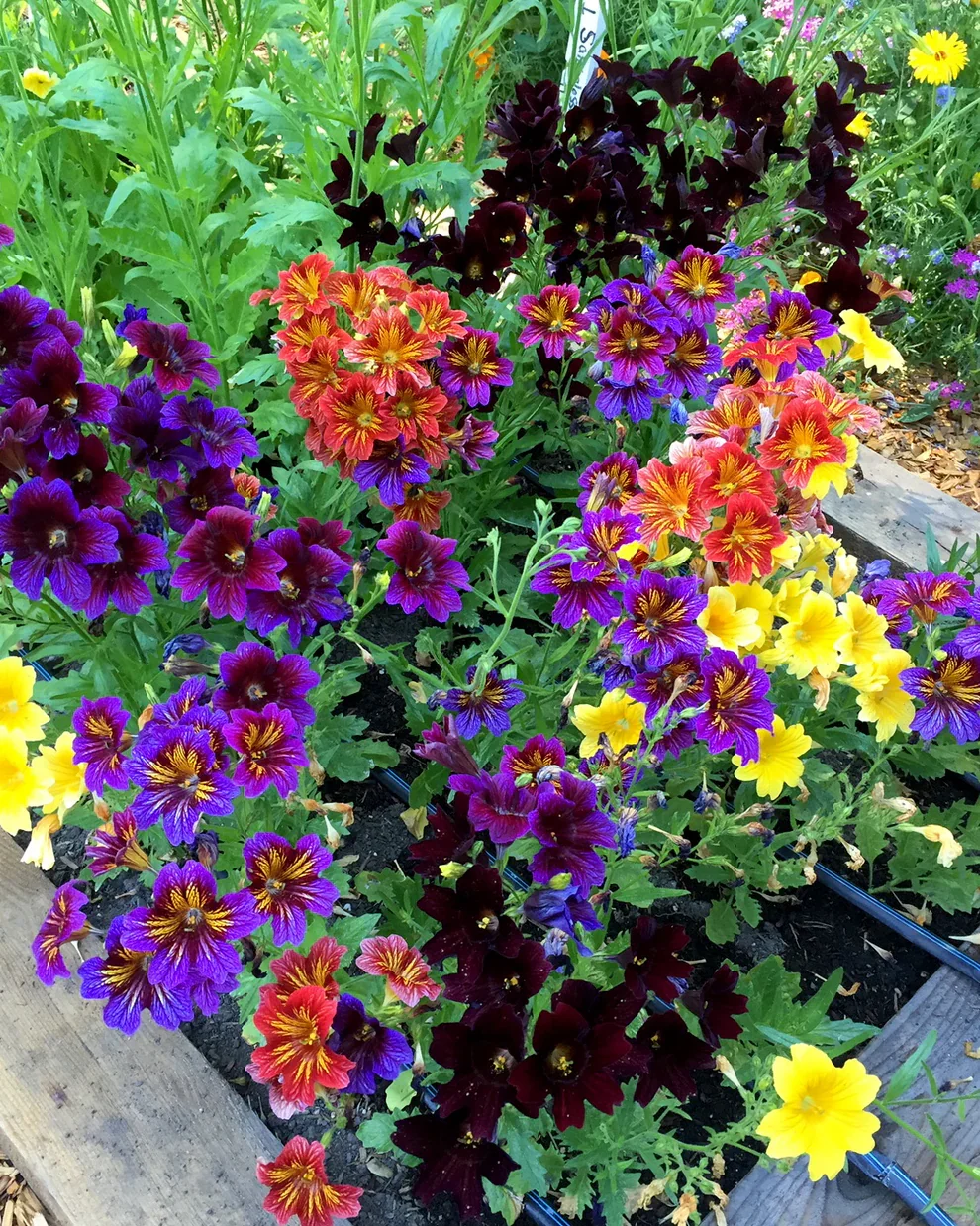Salpiglossis 4.webp