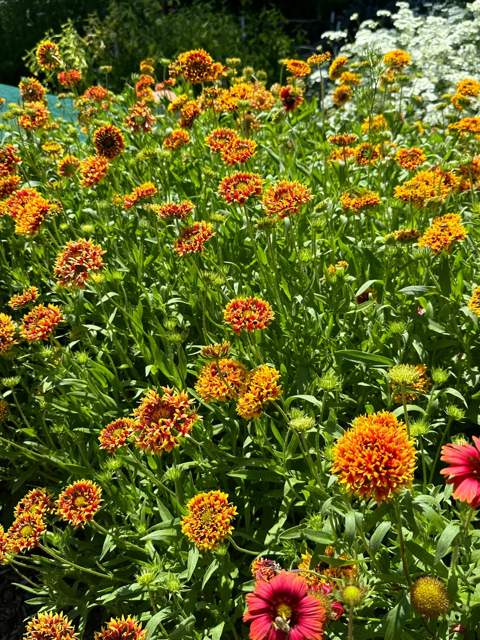 Gaillardia 2.webp