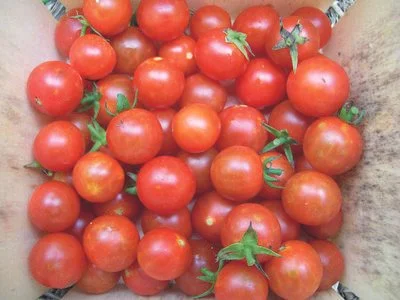 PLANTS: Tomato, Sugar Cherry