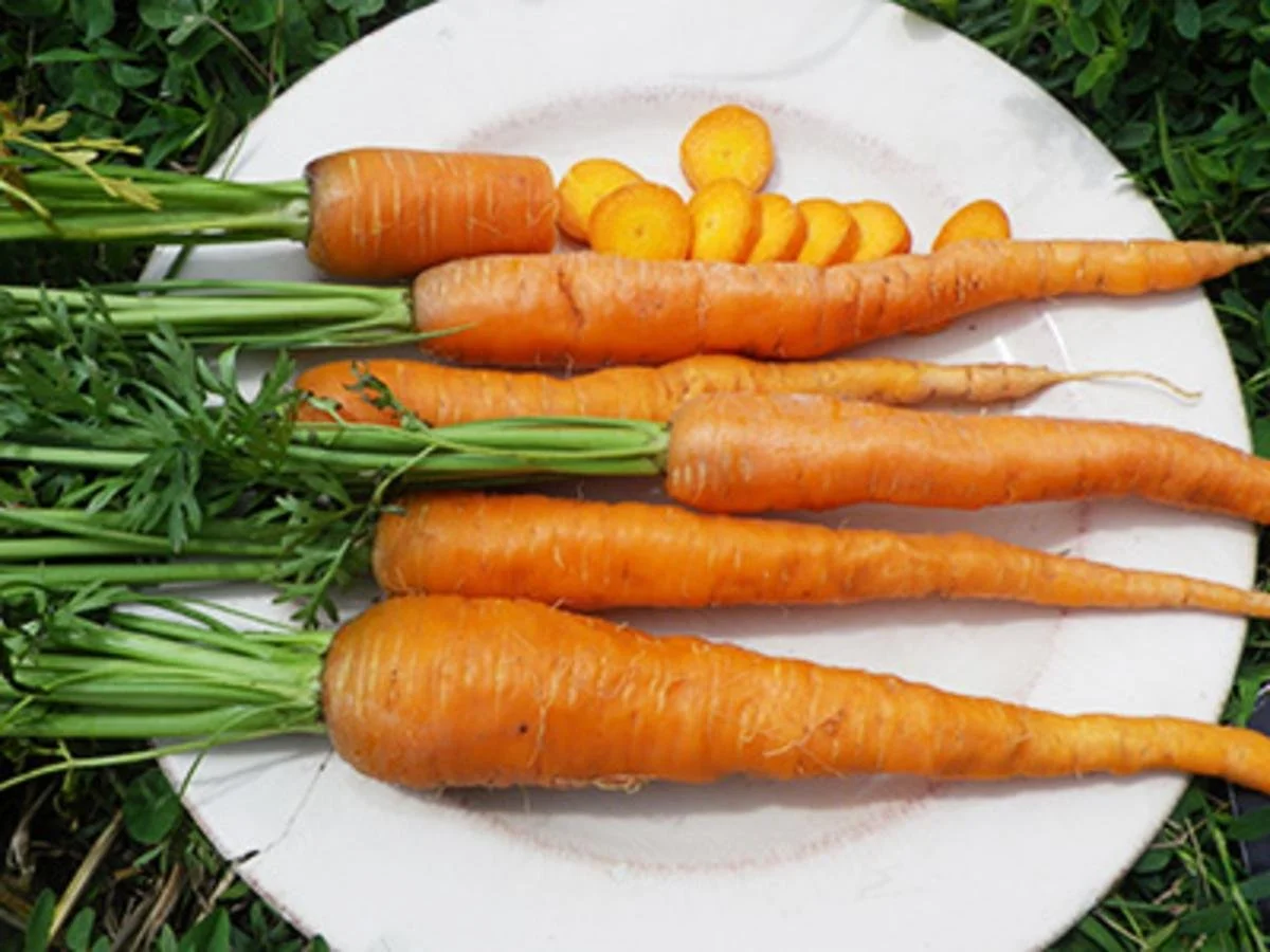 PLANTS: Carrot, Orange