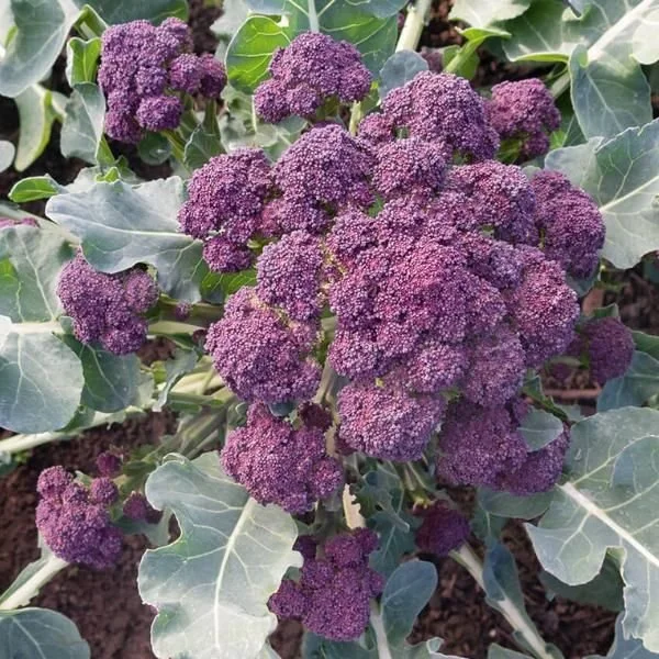 Purple Broccolini 2.jpg