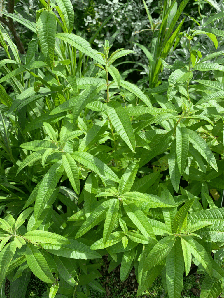 Lemon Verbena.gif