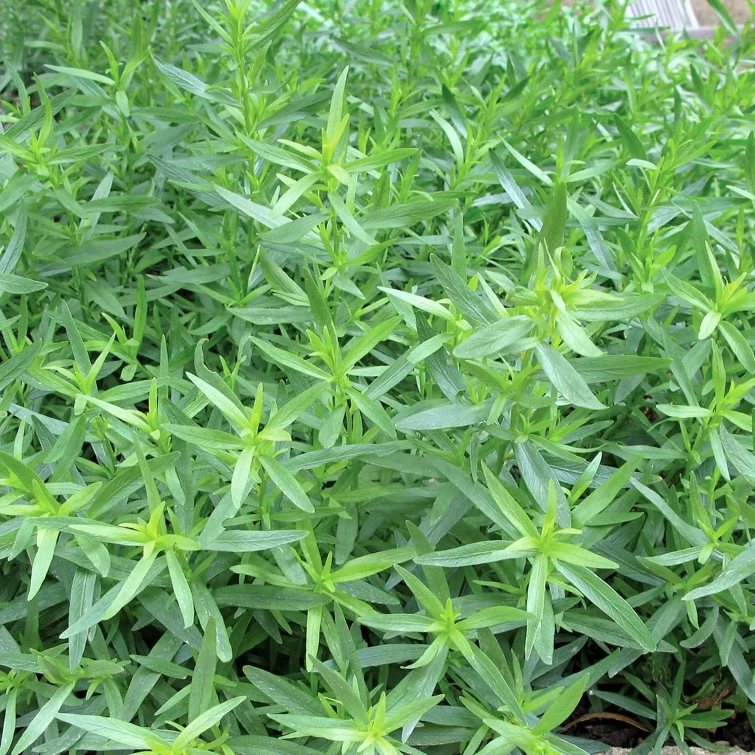 French Tarragon.jpg