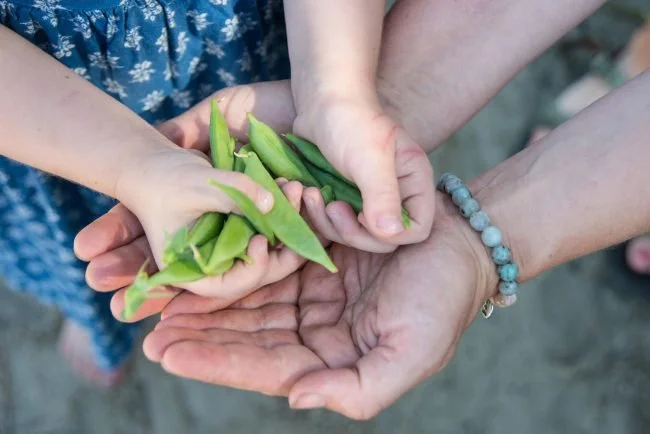When to Harvest Vegetables