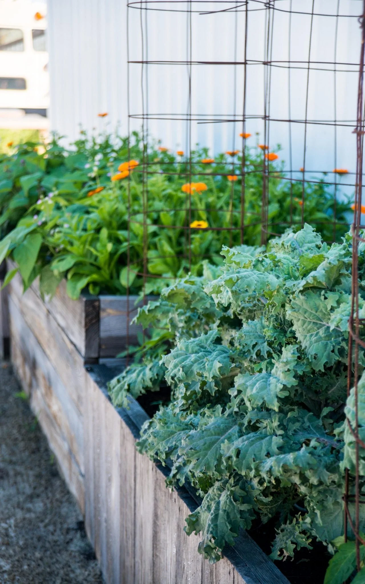 Fall: The Best Time to Garden in the Lowcountry