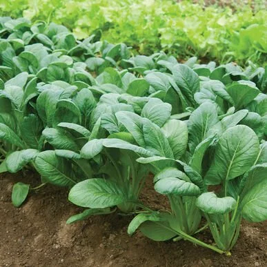 PLANTS: Asian Spinach