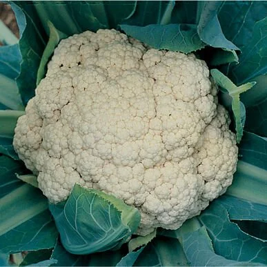 PLANTS: Cauliflower, White Crown
