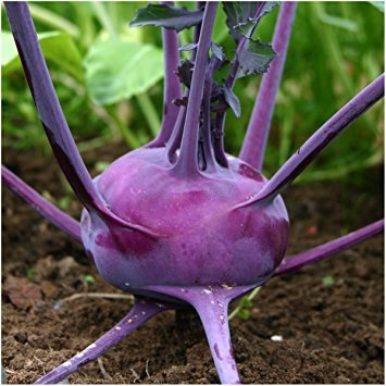 PLANTS: Kohlrabi, Purple