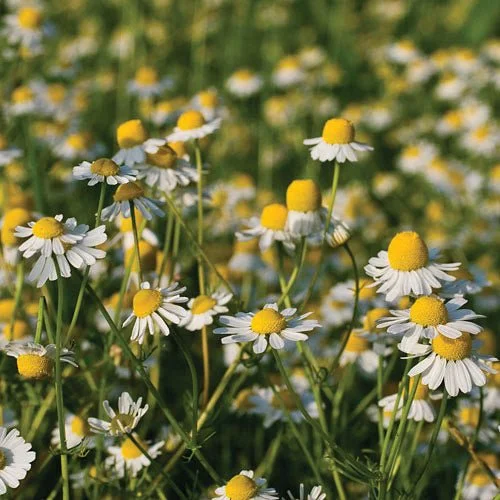 PLANTS: Chamomile