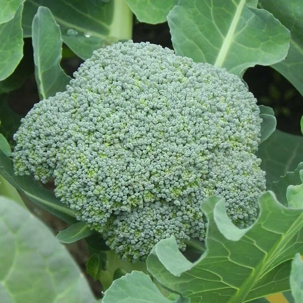 PLANTS: Broccoli, Green Heading