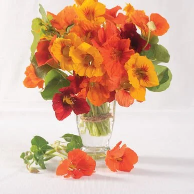 PLANTS: Nasturtium, Kaleidescope Trailing