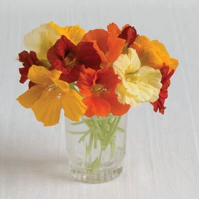 PLANTS: Nasturtium, Jewel Mounding