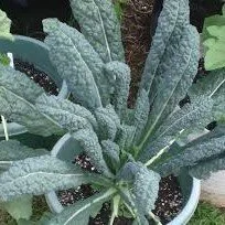 PLANTS: Kale, Toscano / Lacinato