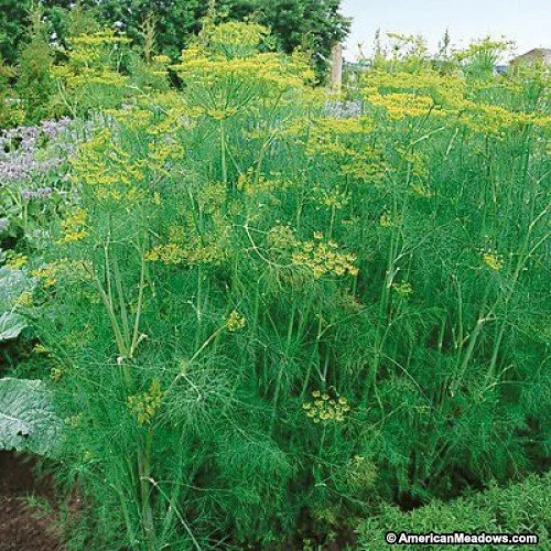 PLANTS: Dill