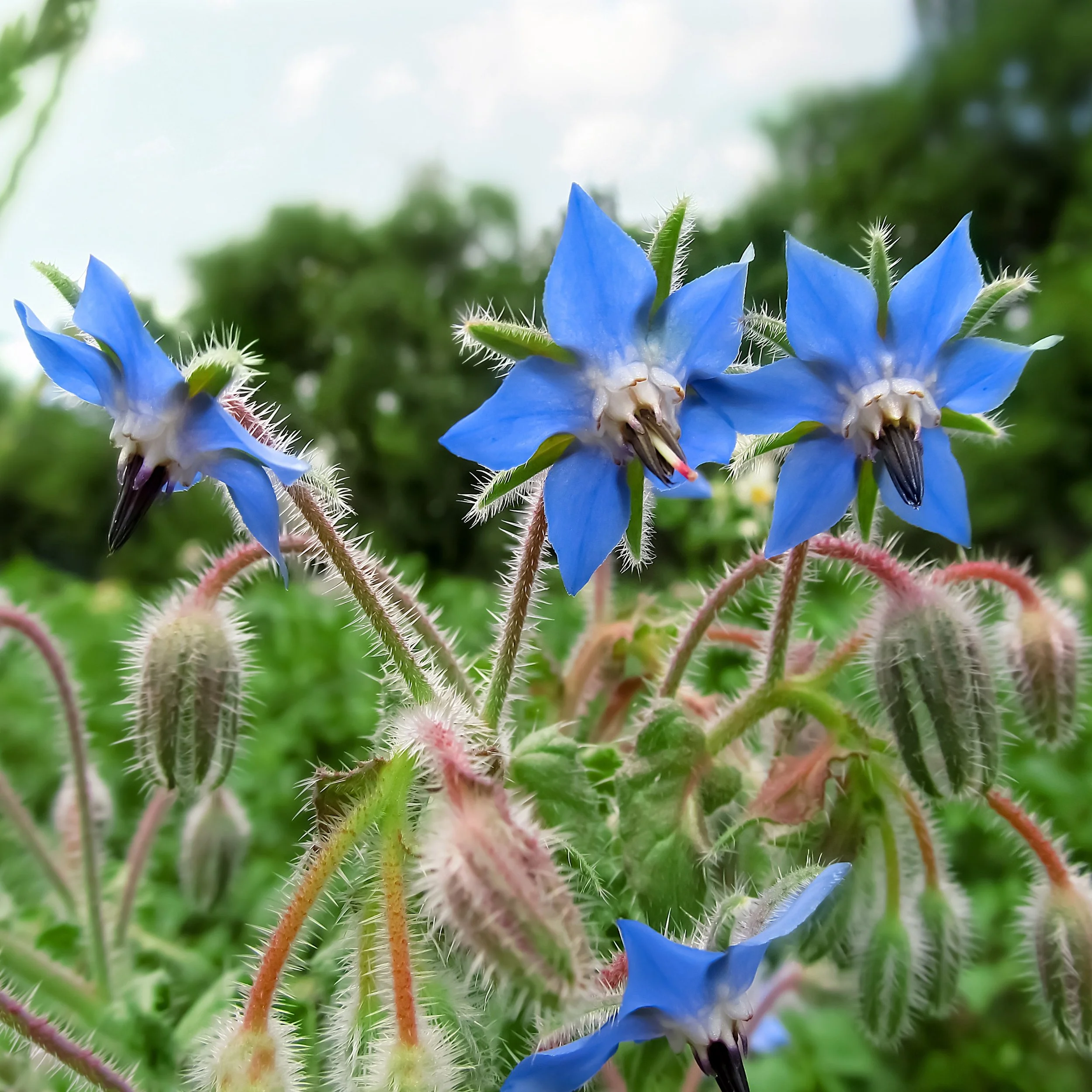 PLANTS: Borage, Edible + Pollinator Flower