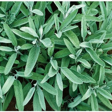 PLANTS: Sage