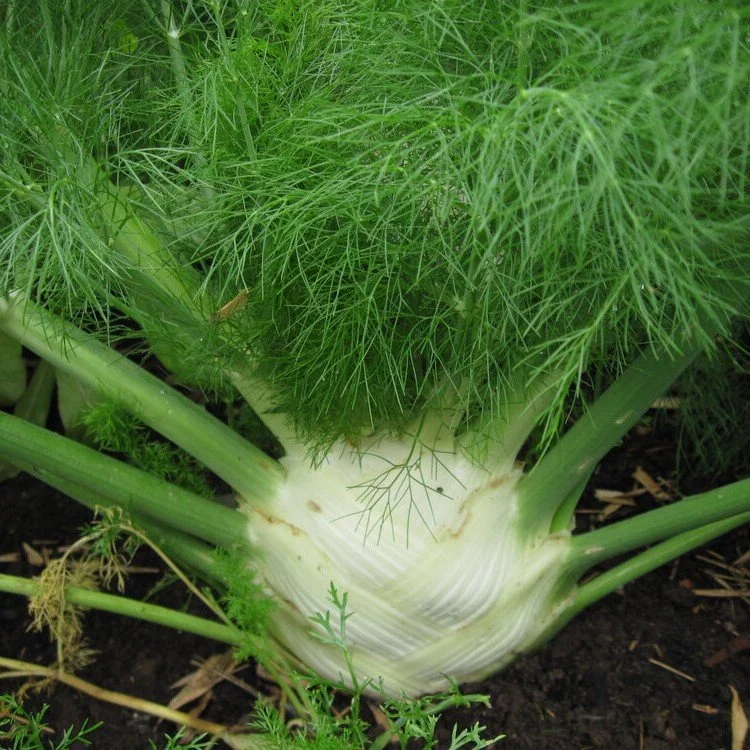 PLANTS: Fennel, Bulbing