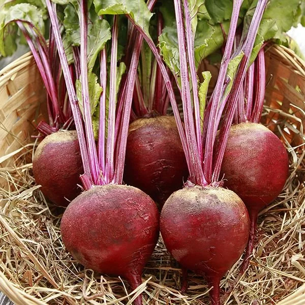 PLANTS: Beets, Red