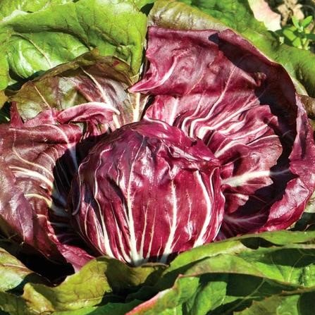 PLANTS: Radicchio, Red Round