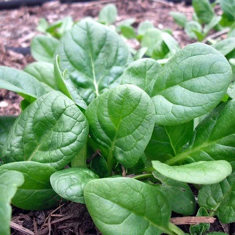 PLANTS: Spinach