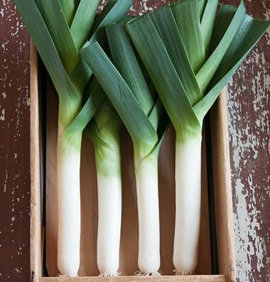 PLANTS: Leeks