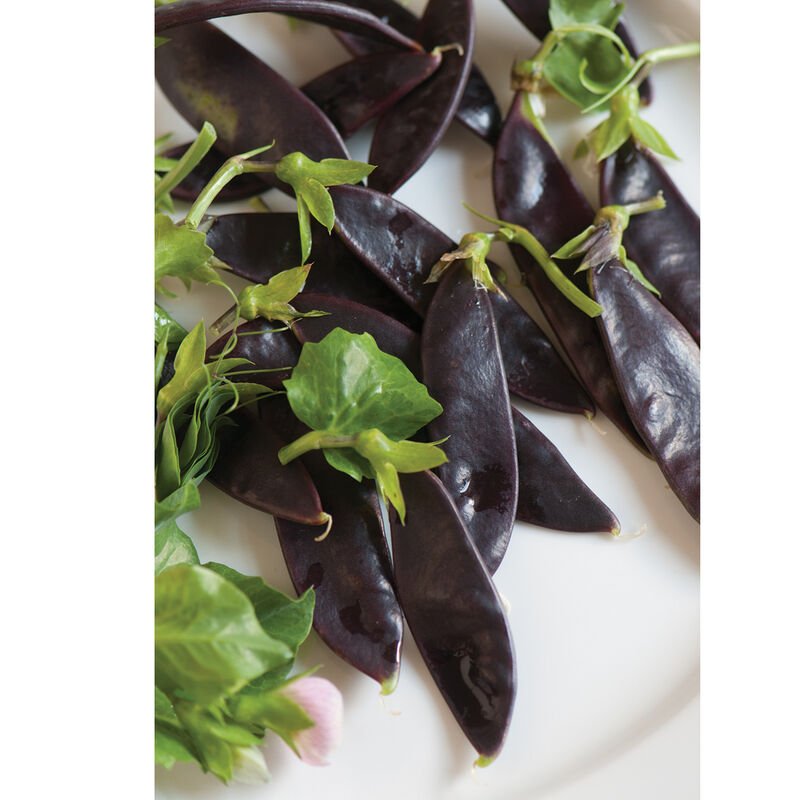 PLANTS: Peas, Royal Purple Snow