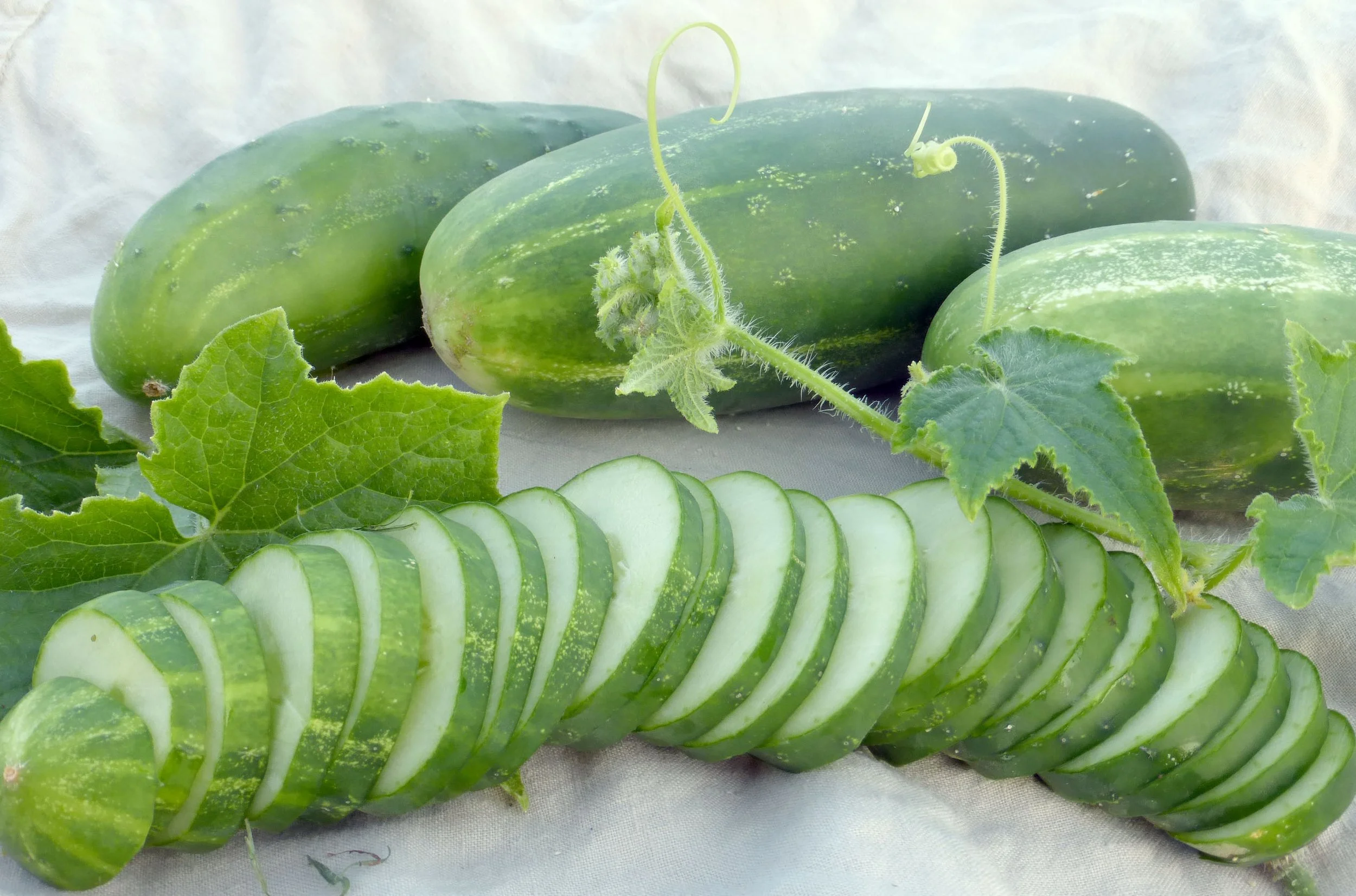 PLANTS: Cucumber, Ashley Slicing