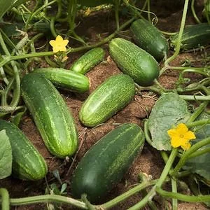 PLANTS: Cucumber, Pickling